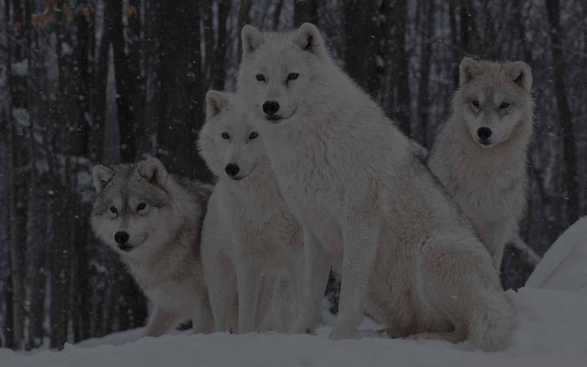 California Privacy Rights | Social Wolves LLC